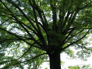 第3回50周年記念事業準備委員会の開催